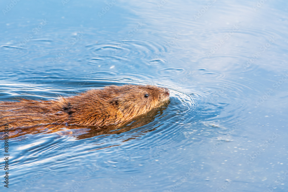 Obraz premium Muskrat, Ondatra zibethicuseats swiming at the surface of the lake water.