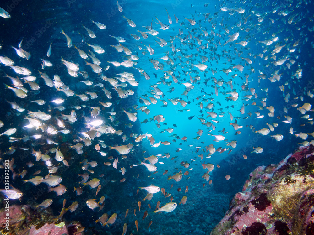 Fototapeta premium 水中洞窟にいる、美しいミナミハタンポ（ハタンポ科）、クロホシイシモチ（テンジクダイ科）他の幼魚の群れ。日本国静岡県伊豆半島賀茂郡南伊豆町中木から渡し船で渡るヒリゾ浜にて。 2022年9月水中撮影。 Black-Stripe Sweeper (Pempheris schwenkii), a Spotnape cardinalfish (Ostorhinchus notatus), and oth