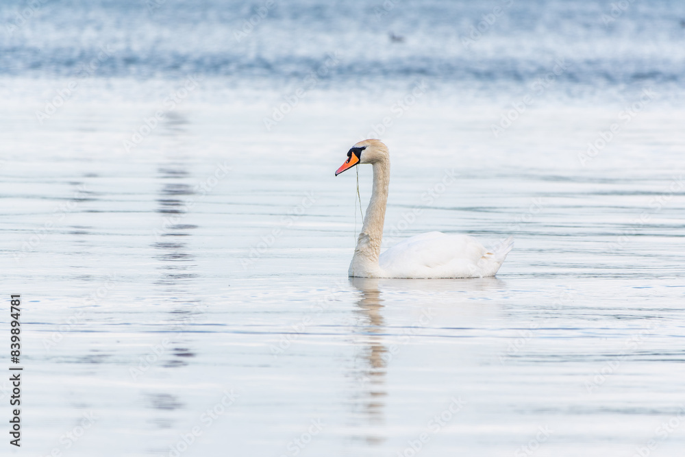 Graceful white Swan swimming in the lake, swans in the wild. Portrait of a white swan swimming on a lake. Graceful white Swan swimming in the lake, swans in the wild. Portrait of a white swan swimming on a lake.