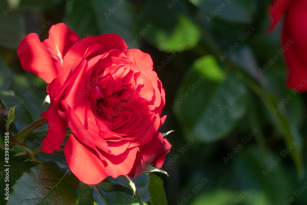 5月の赤いバラ