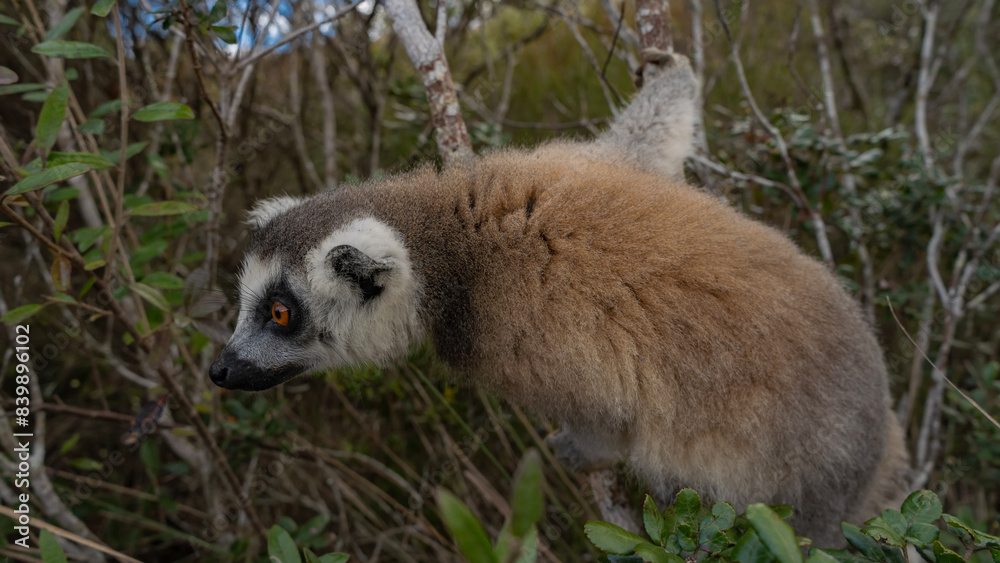Fototapeta premium A curious ring-tailed lemur catta is sitting on a tree, looking carefully. Fluffy beige fur, bright orange eyes. Side view.Close-up. Madagascar. Lemur Island. Nosy Soa Park