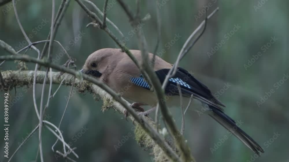 Rare Birds of Nepal. Fulchoki and Godawori Lalitpur Kathmandu. Rare Birds of Nepal. Fulchoki and Godawori Lalitpur Kathmandu.