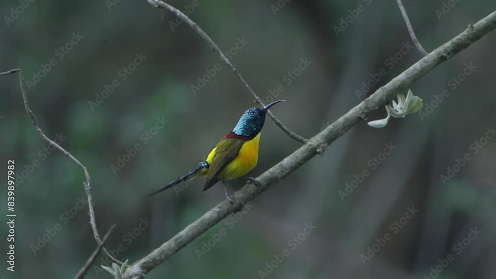 Rare Birds of Nepal. Fulchoki and Godawori Lalitpur Kathmandu. Rare Birds of Nepal. Fulchoki and Godawori Lalitpur Kathmandu.