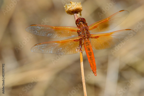 Flame Skimmer Dragonfly, Libellula saturata, in Baja California