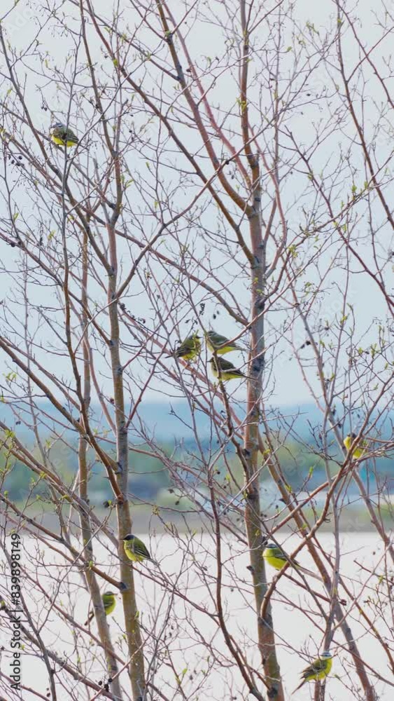 Yellow-breasted thrushes and wagtails sit on the branches of a tree. Birds on a tree. Landscape view of the lake. Vertical video, shorts. Yellow-breasted thrushes and wagtails sit on the branches of a tree. Birds on a tree. Landscape view of the lake. Vertical video, shorts.