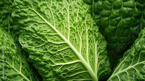 Wallpaper Mural leaf garden cabbage vegetable Torontodigital.ca