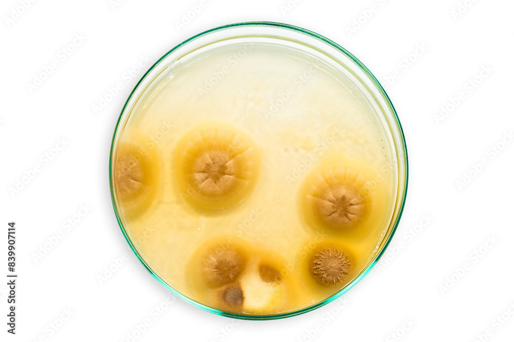 Fungal Colonies in Petri Dish. Microbiology Culture Study. Fungal Colonies in Petri Dish. Microbiology Culture Study.