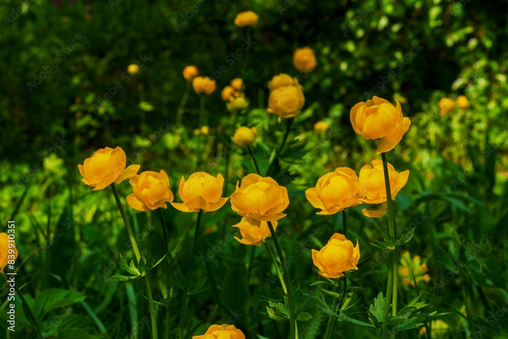 A fabulous bright yellow flower, with which legends are associated, elves sleep in the depths of the flower buds. A fabulous bright yellow flower, with which legends are associated, elves sleep in the depths of the flower buds.