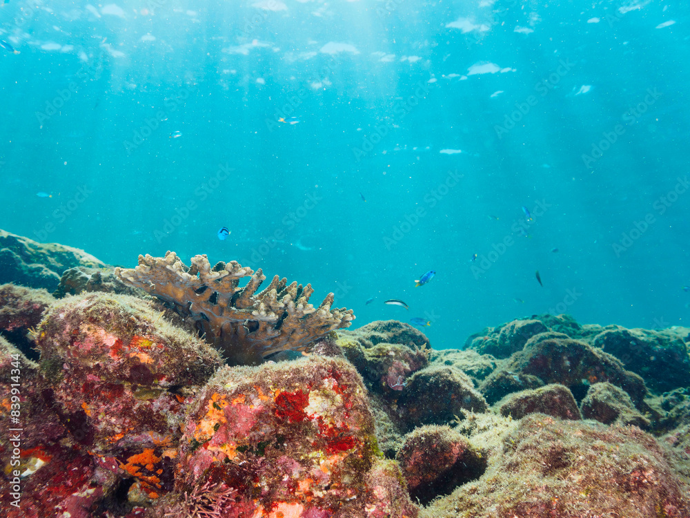 Fototapeta premium 美しいテーブルサンゴと可愛いナンヨウハギ（ニザダイ科）の幼魚とソラスズメダイ（スズメダイ科）他の群れ。日本国静岡県伊豆半島賀茂郡南伊豆町中木から渡し船で渡るヒリゾ浜にて。 2022年9月水中撮影。juvenile Palette surgeonfish (Fragtail surgeonfish), Heavenly Damselfish (Pomacentrus coelestis) a