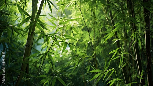 vibrant bamboo tree