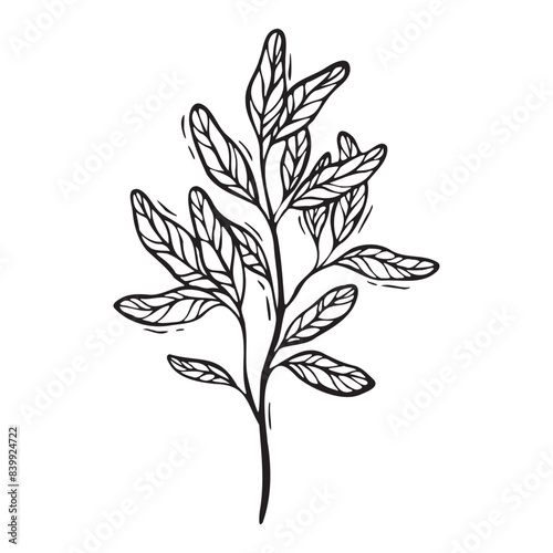 Branch of pomegranate leaves. Vector illustration in black and white, hand-drawn in linocut style. Black line art sketch. Drawing for design of food and cosmetics packaging, recipe books, postcards.