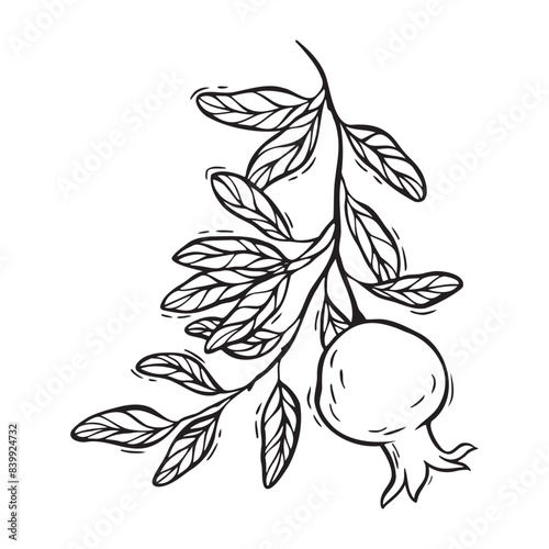 Branch with leaves and growing pomegranate.Vector botanical black and white illustration, hand drawn in linocut style on isolated background. Drawing for design of food and cosmetics packaging, cards