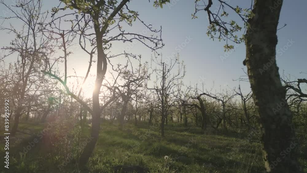 Low aerial pullback at sunrise between apple orchard trees in bloom in spring Low aerial pullback at sunrise between apple orchard trees in bloom in spring