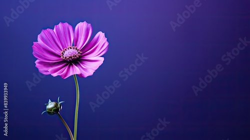 petals flower purple background
