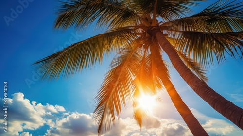 sky sun wave palm tree
