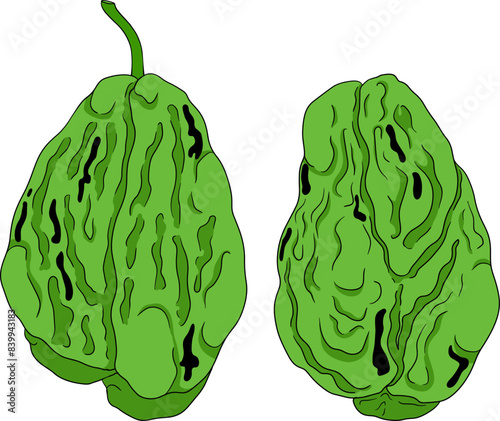 Chayote, Mexican cucumber vector colored illustration isolated on white background. Organic healthy nutrient super food vegan ingredient