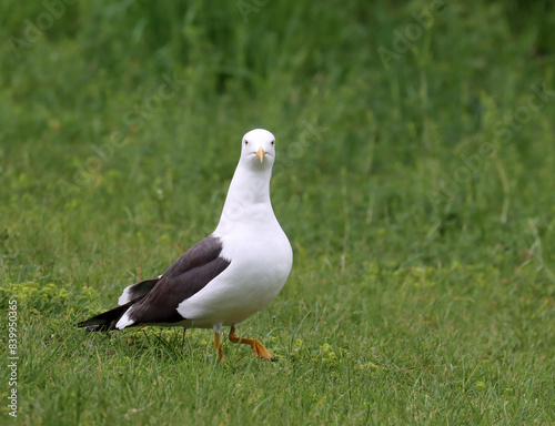 Photography Lesser black-backed gull