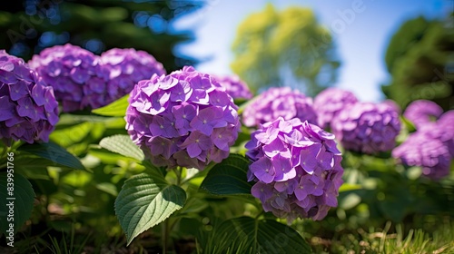 flowers hydrangea purple