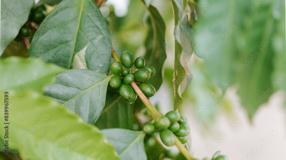 organic arabica green coffee beans on brance tree in farm.green Robusta and arabica coffee berries by agriculturist hands,Worker Harvest arabica coffee berries on its branch, agriculture concept. organic arabica green coffee beans on brance tree in farm.green Robusta and arabica coffee berries by agriculturist hands,Worker Harvest arabica coffee berries on its branch, agriculture concept.
