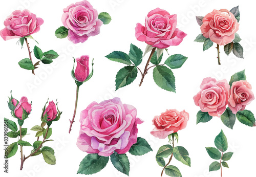 watercolor pink rose flower bouquet for valentines day