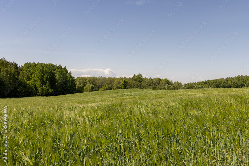 a field with green unripe barley in spring in windy weather a field with green unripe barley in spring in windy weather
