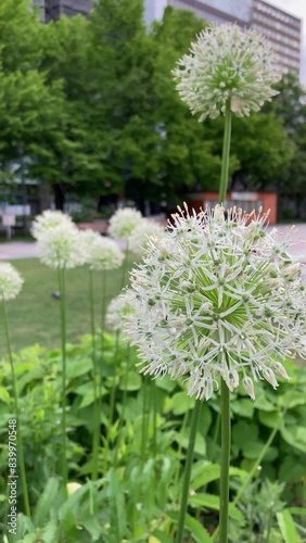 Lots of tall white allium