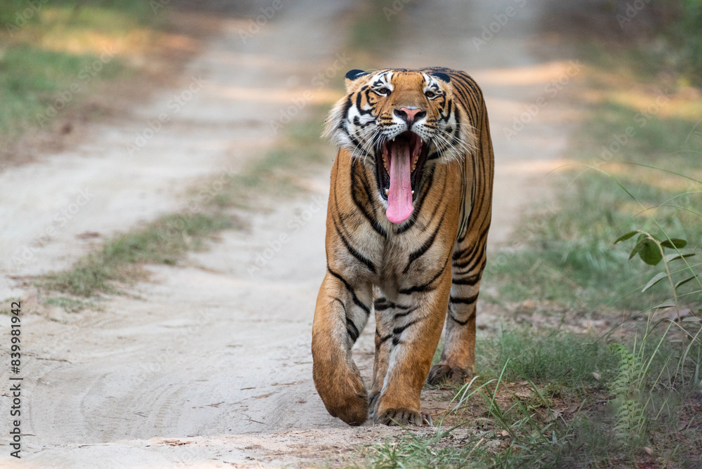 Obraz premium Royal Bengal tiger walking on the forest road with use selective focus 