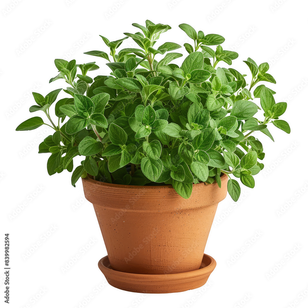 A potted oregano plant with lush green leaves against a black background. A potted oregano plant with lush green leaves against a black background.
