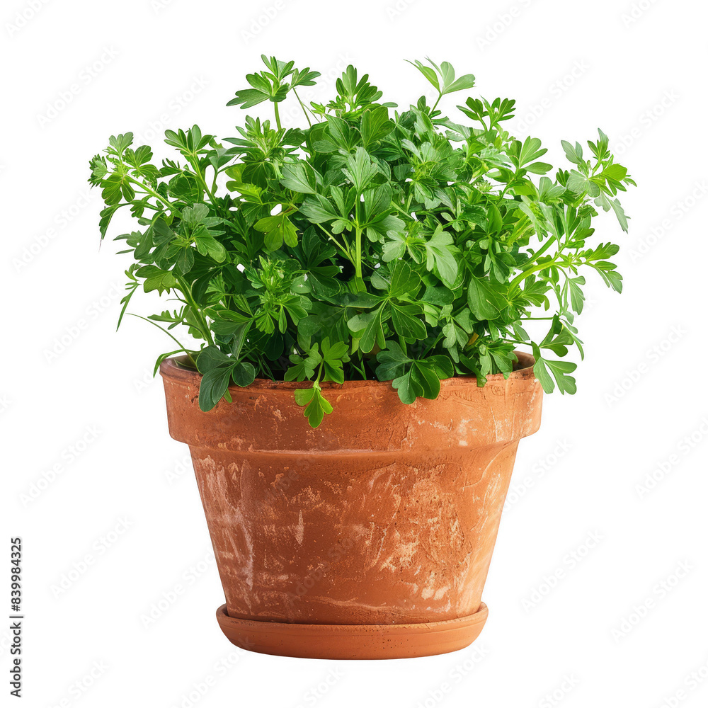 Fresh parsley plant in a terracotta pot, isolated on a white background. Fresh parsley plant in a terracotta pot, isolated on a white background.