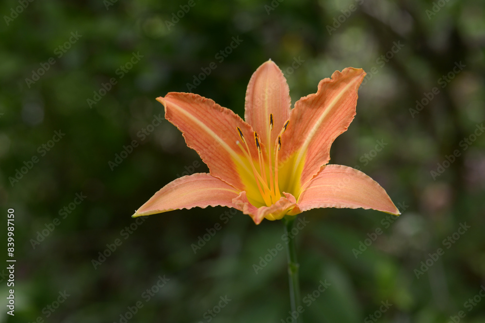 Fototapeta premium ノカンゾウ