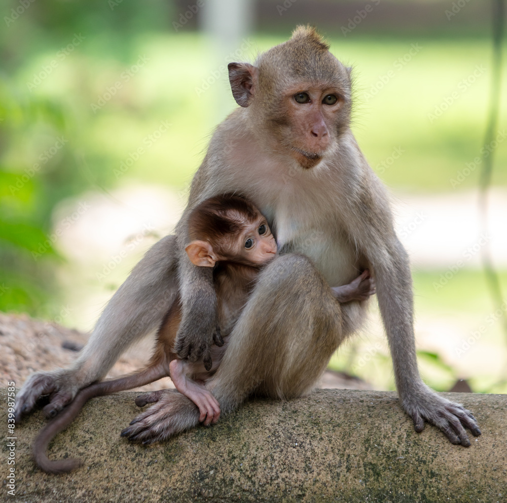 Monkey with baby in tropical park Monkey with baby in tropical park