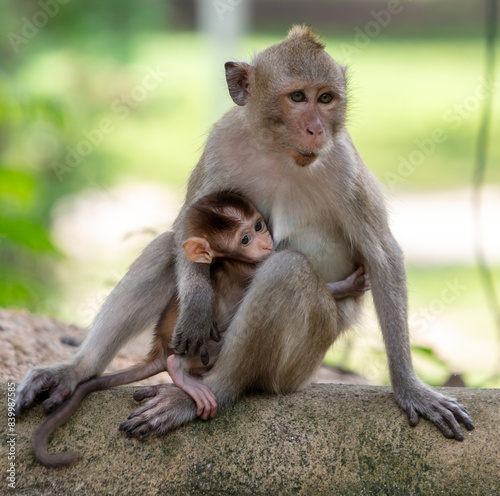 Monkey with baby in tropical park