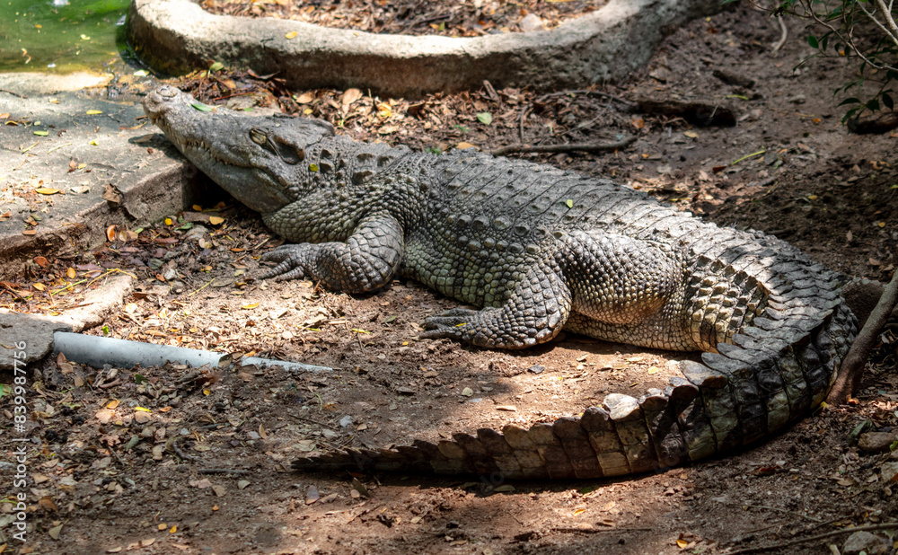 Fototapeta premium Portrait of a crocodile in the park