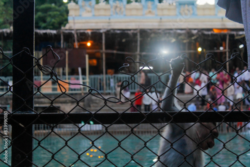 Monkey by the Tirupathi Temple Lake photo