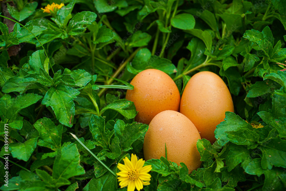 Chicken eggs are naturally formed, beautiful and suitable for posters. background and use it to display food content
Chicken eggs are naturally formed, beautiful and suitable for posters. background and use it to display food content
