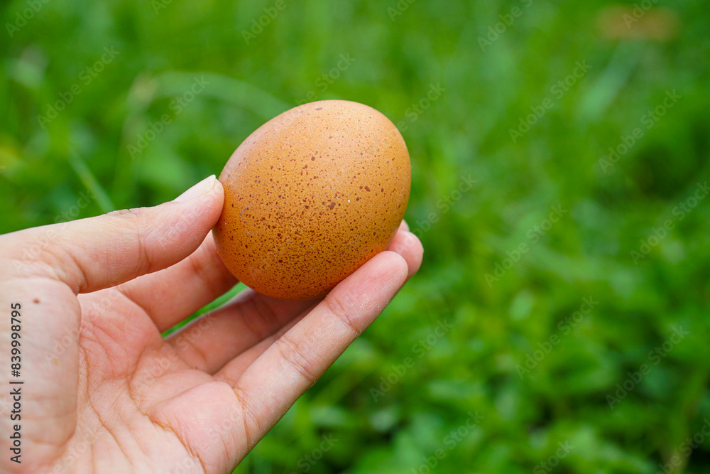 Chicken eggs are naturally formed, beautiful and suitable for posters. background and use it to display food content
Chicken eggs are naturally formed, beautiful and suitable for posters. background and use it to display food content