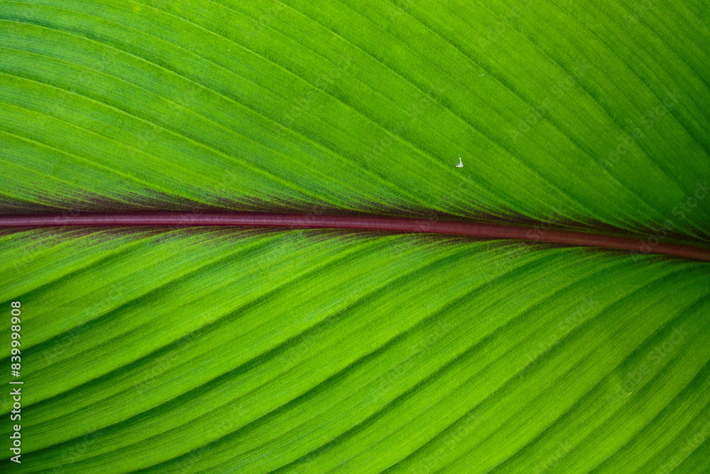 Homegrown turmeric leaves are beautiful, clear and sharp, used for accompanying information or background images.
Homegrown turmeric leaves are beautiful, clear and sharp, used for accompanying information or background images.