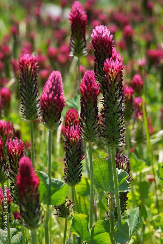 Colorful wide angle landscape shot on field of blossoming red Crimson or Italian clover, clover, Trifolium incarnatum Colorful wide angle landscape shot on field of blossoming red Crimson or Italian clover, clover, Trifolium incarnatum