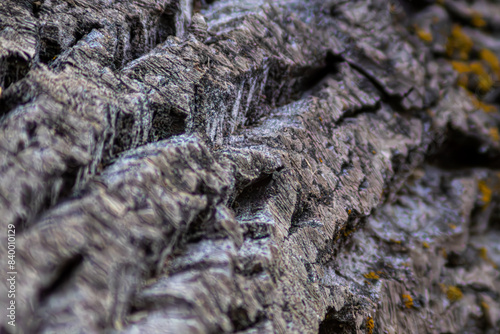 close up of bark on a fallen tree