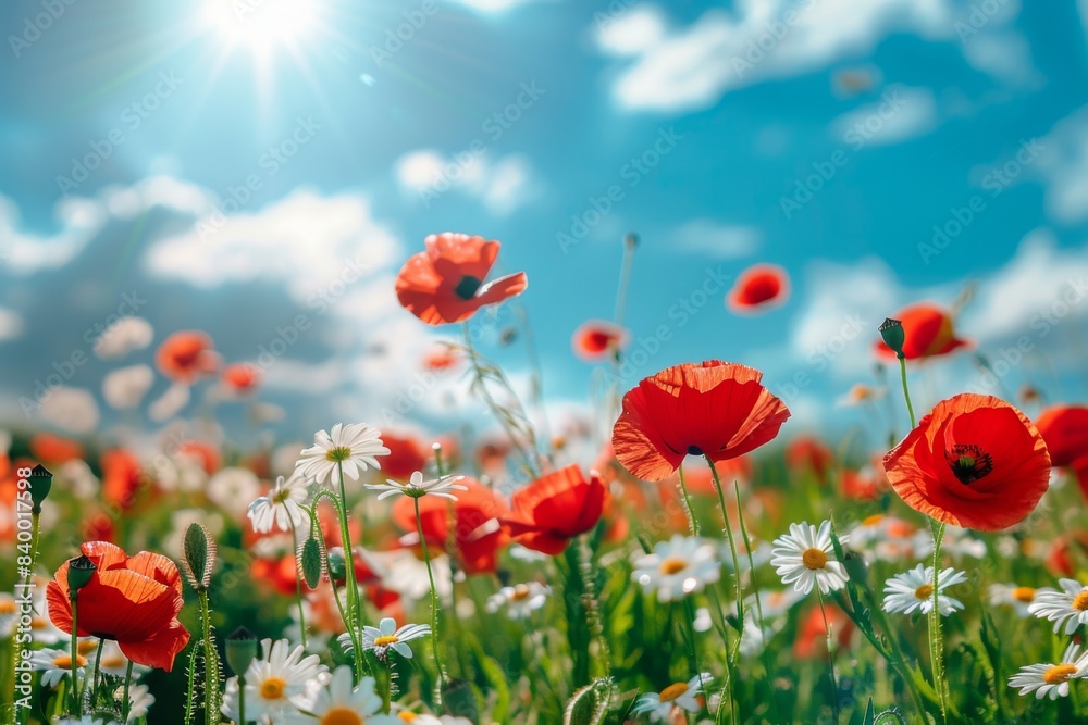 Fototapeta premium Field red flowers blue sky