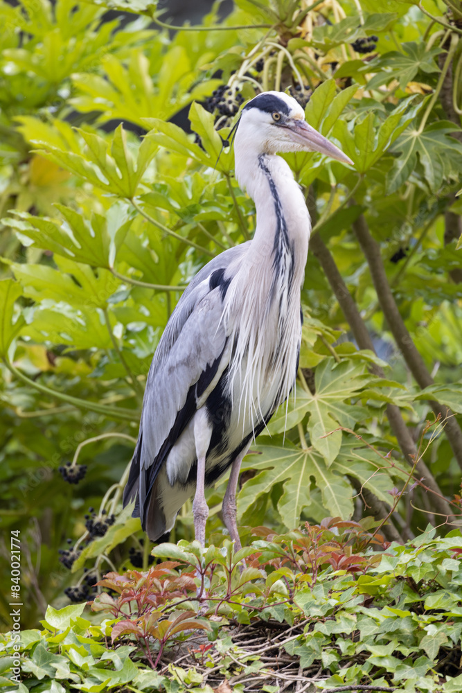 Fototapeta premium A lone grey heron stands gracefully amidst vibrant green foliage, showcasing nature's serene beauty.