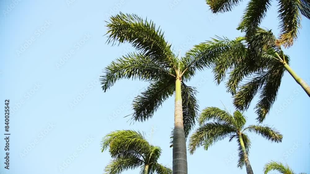 Low angle view of palm leaves swayed in the strong wind against blue sky Low angle view of palm leaves swayed in the strong wind against blue sky
