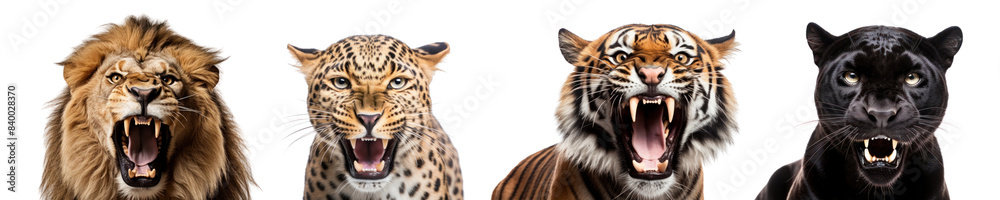 Fototapeta premium Wild animals roaring png on transparent background
