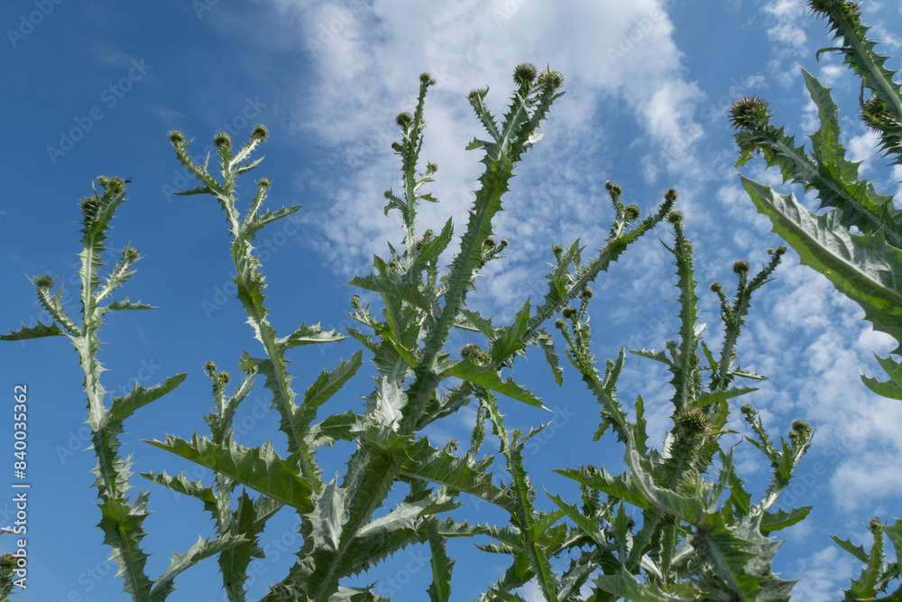 Onopordum acanthium Scotch Thistle
