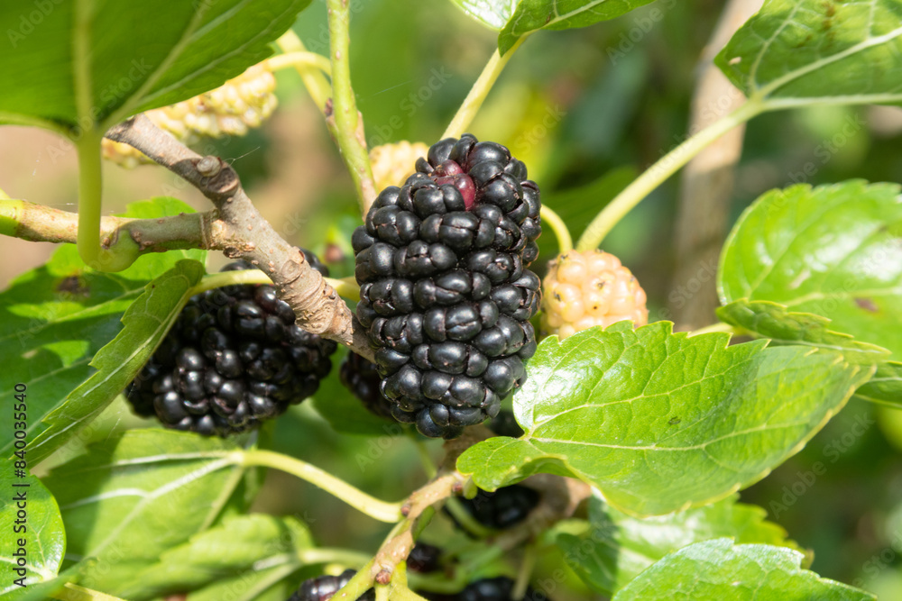 Morus alba Mulberry White Mulberry