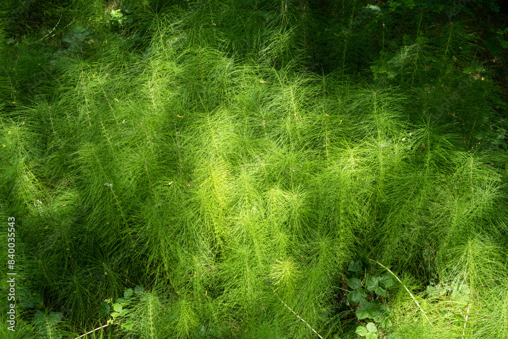 Equisetum telmateia Giant Horsetail