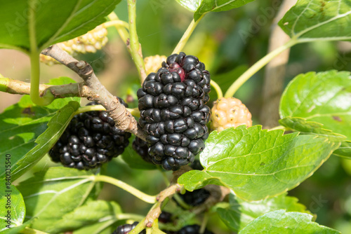 Obraz na płótnie Morus alba Mulberry White Mulberry w salonie