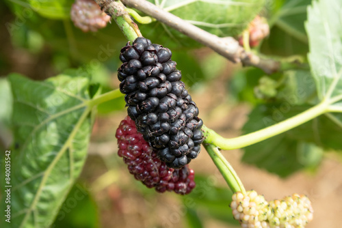 Obraz na płótnie Morus alba Mulberry White Mulberry w salonie