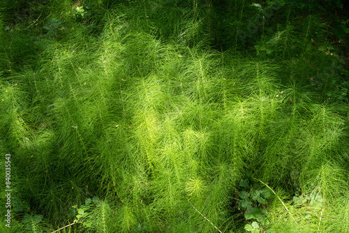 Obraz na płótnie Equisetum telmateia Giant Horsetail w salonie