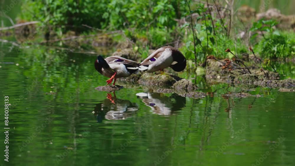 Ducks sleep, clean their feathers, eat algae. Ducks are beautifully reflected in water. A family of ducks, geese swims in a water channel, river, lake. Beautiful wild ducks stand on a fallen tree. Ducks sleep, clean their feathers, eat algae. Ducks are beautifully reflected in water. A family of ducks, geese swims in a water channel, river, lake. Beautiful wild ducks stand on a fallen tree.